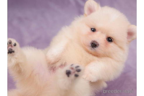 成約済の東京都のポメラニアン-205900の5枚目